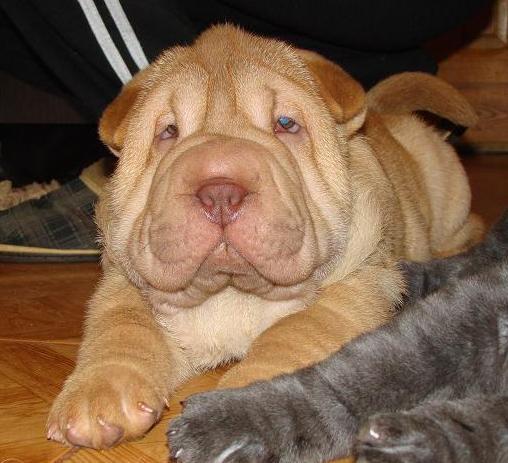 VAND CEI MAI FRUMOSI SHAR-PEI CU PEDEGREE - Pret | Preturi VAND CEI MAI FRUMOSI SHAR-PEI CU PEDEGREE