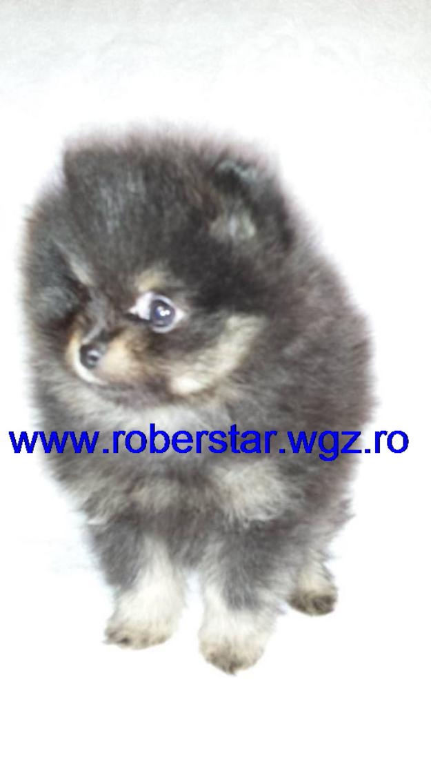 Mascul Pomeranian de vanzare - Pret | Preturi Mascul Pomeranian de vanzare