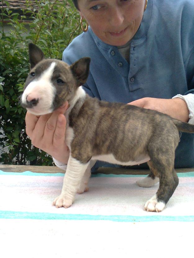 bullterrier - Pret | Preturi bullterrier