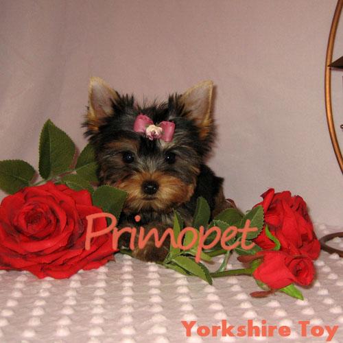 Puiuti Yorkshire Terrier Toy de Vanzare - Pret | Preturi Puiuti Yorkshire Terrier Toy de Vanzare