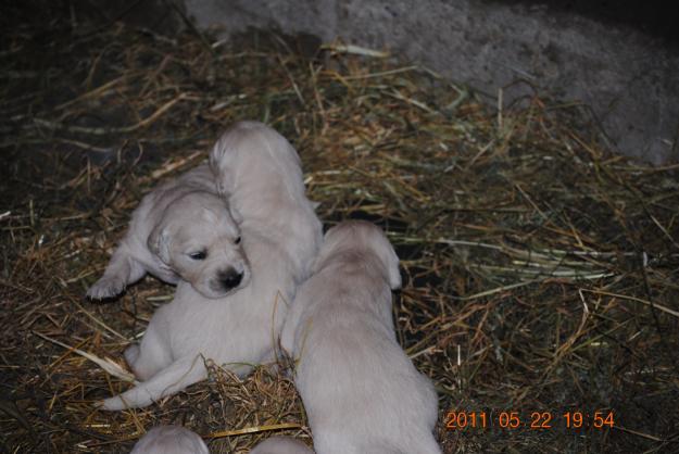 vand puisori Golden Retriever - Pret | Preturi vand puisori Golden Retriever