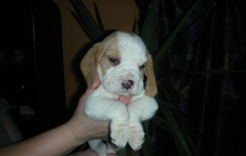 Catel Beagle de vanzare bicolor baietel - Pret | Preturi Catel Beagle de vanzare bicolor baietel