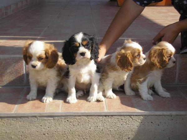 cavalier king charles catei de vanzare - Pret | Preturi cavalier king charles catei de vanzare