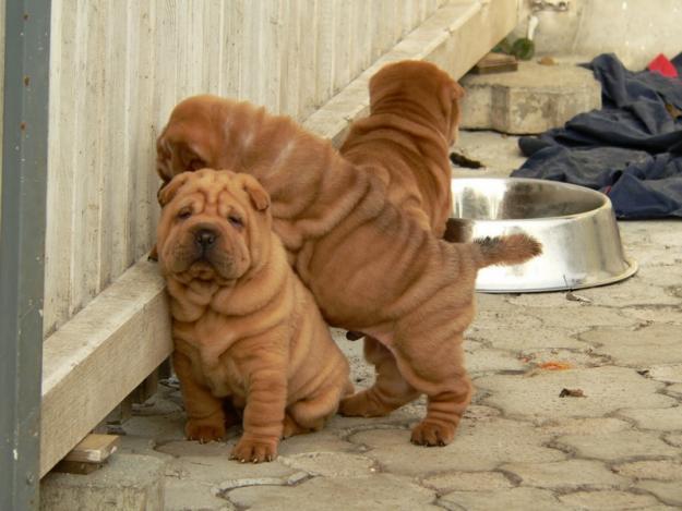 Shar Pei - Pret | Preturi Shar Pei