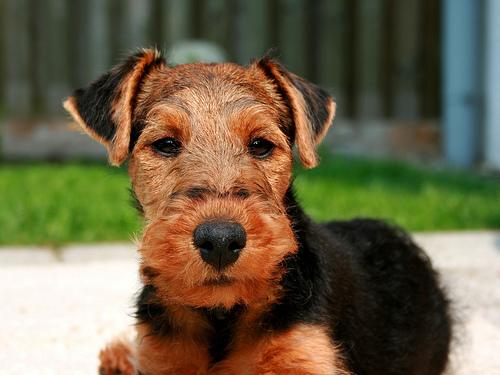 Welsh terrier - Pret | Preturi Welsh terrier