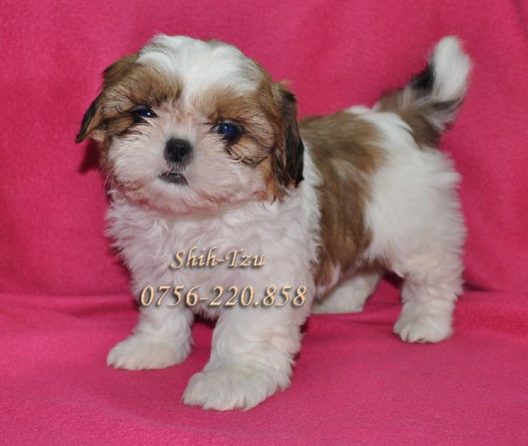 Shih Tzu de Vanzare - Pret | Preturi Shih Tzu de Vanzare