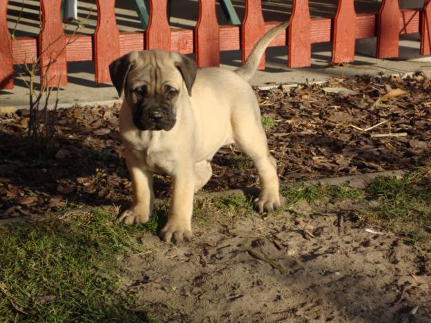 Bullmastiff de Vanzare, livrare gratuita in tara - Pret | Preturi Bullmastiff de Vanzare, livrare gratuita in tara