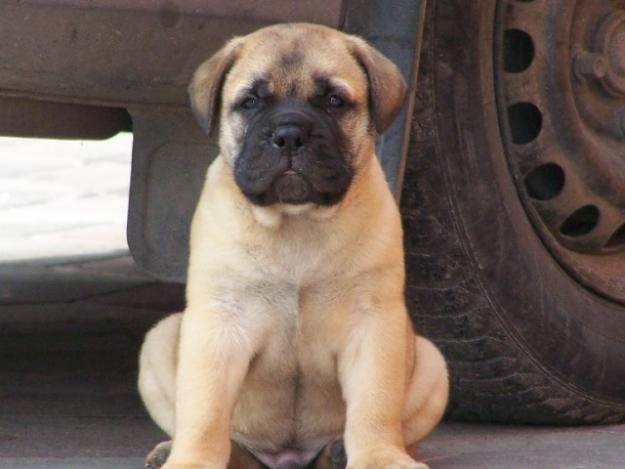 VAND BULLMASTIFF,GENE DEOSEBITE! - Pret | Preturi VAND BULLMASTIFF,GENE DEOSEBITE!