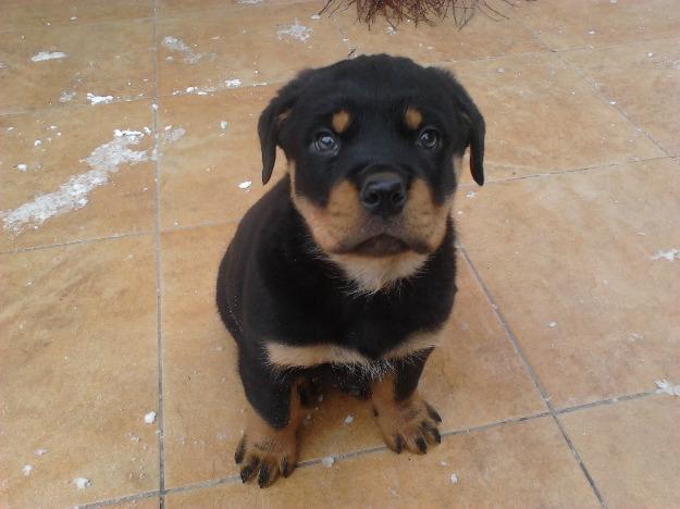 Catel Rottweiler - Pret | Preturi Catel Rottweiler