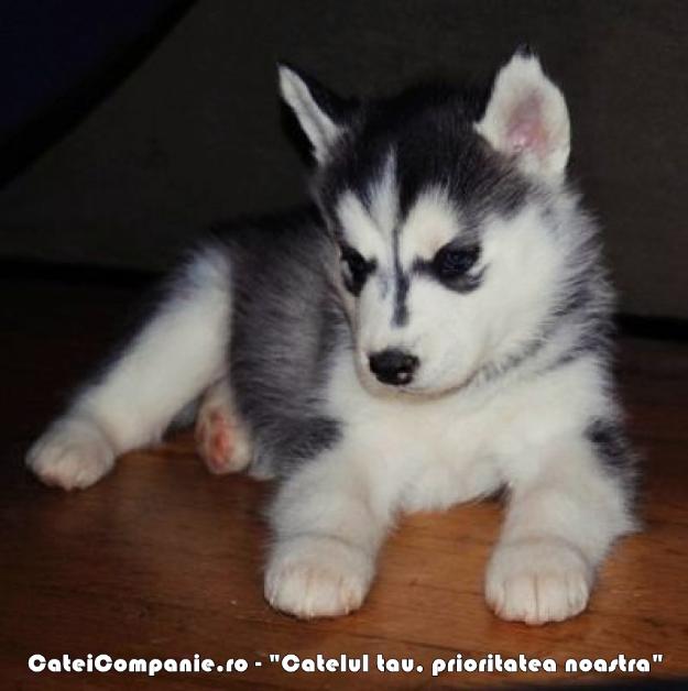 Husky Siberian puiuti - Pret | Preturi Husky Siberian puiuti