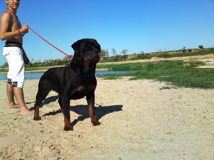 Pui rotweiler talie mare - Pret | Preturi Pui rotweiler talie mare