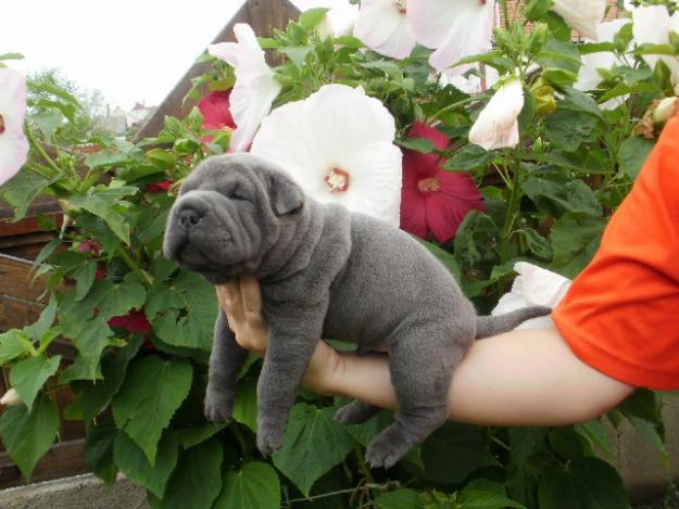 Shar-Pei de vanzare - Pret | Preturi Shar-Pei de vanzare