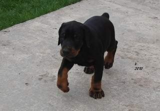 Vand pui dobermann cu pedigree din linie campioni Mondiali. - Pret | Preturi Vand pui dobermann cu pedigree din linie campioni Mondiali.