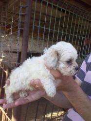 Bichon havanez talie mica pret negociabil - Pret | Preturi Bichon havanez talie mica pret negociabil