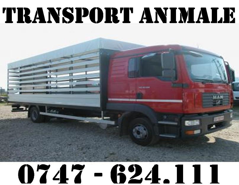 Transport animale - Pret | Preturi Transport animale
