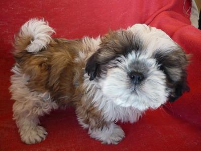 shih-tzu de vanzare - Pret | Preturi shih-tzu de vanzare