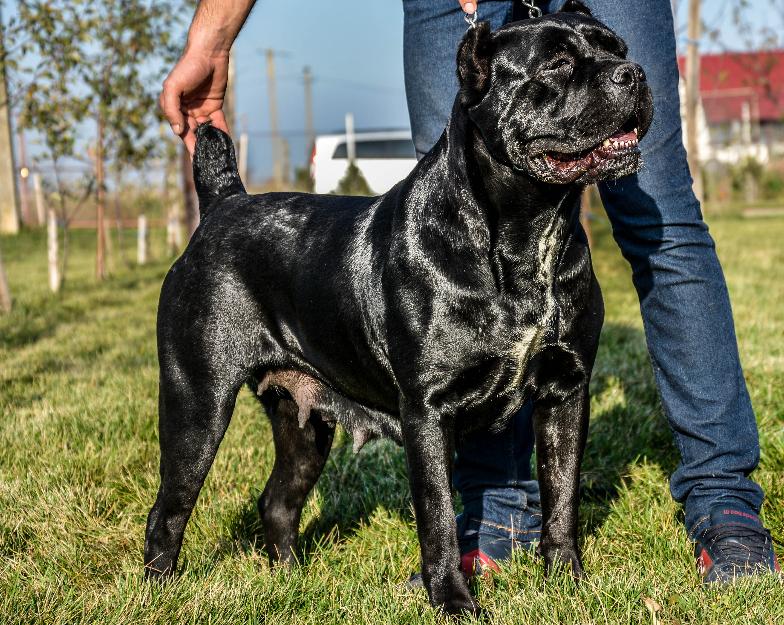 Cane corso - Pret | Preturi Cane corso