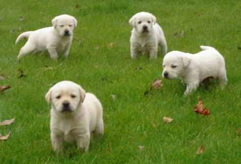 labrador retriver de vanzare - Pret | Preturi labrador retriver de vanzare