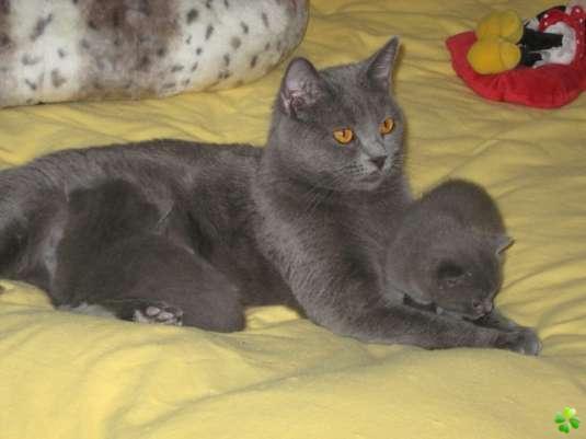 Oferta pisici chartreux de 2 luni - Pret | Preturi Oferta pisici chartreux de 2 luni