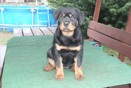 Rottweiler de vanzare - Pret | Preturi Rottweiler de vanzare