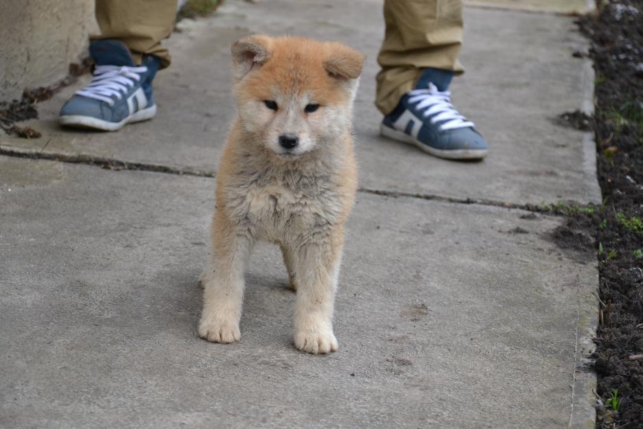 Vand catei Akita Inu - Pret | Preturi Vand catei Akita Inu