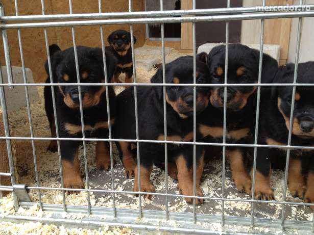 VAND CATEI ROTTWEILER - Pret | Preturi VAND CATEI ROTTWEILER