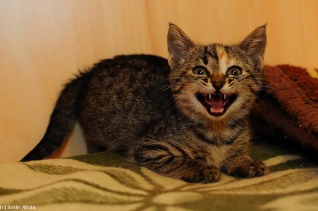 yulle,pisicuta gri tigrata 2 luni,vaccinata - Pret | Preturi yulle,pisicuta gri tigrata 2 luni,vaccinata
