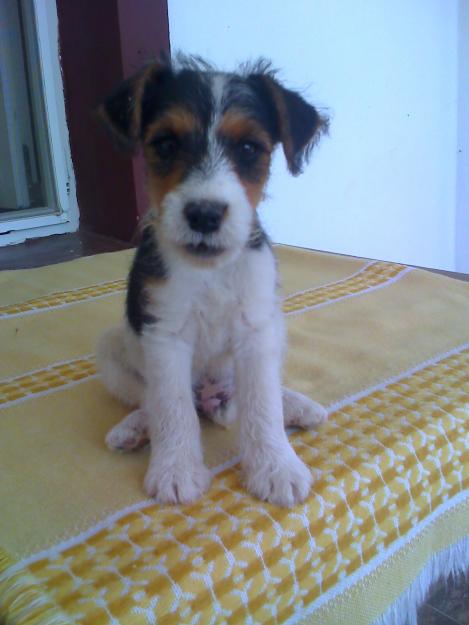 Vand catei din rasa fox terrier cu parul drept - Pret | Preturi Vand catei din rasa fox terrier cu parul drept