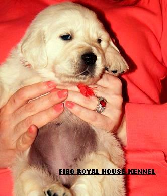 Pui Golden Retriever Fiso Royal House - Pret | Preturi Pui Golden Retriever Fiso Royal House