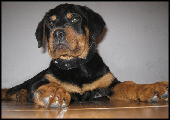 Vand femela rottweiler, 3 luni - Pret | Preturi Vand femela rottweiler, 3 luni