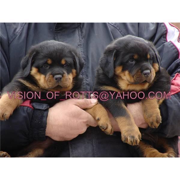 Vand pui Rottweiler exceptionali - Pret | Preturi Vand pui Rottweiler exceptionali