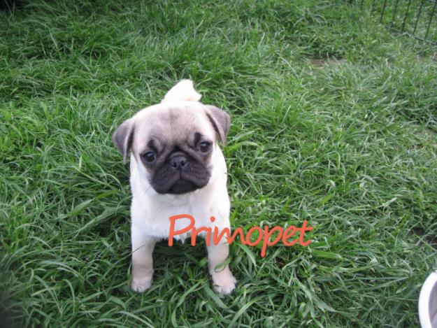 PrimoPet vinde pui Mops/Pug - Pret | Preturi PrimoPet vinde pui Mops/Pug