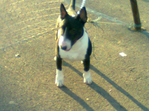 Bull terrier - Pret | Preturi Bull terrier