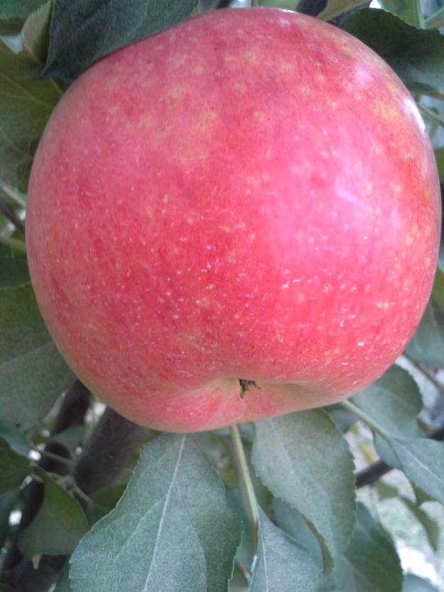 pomi fructiferi botosani - Pret | Preturi pomi fructiferi botosani