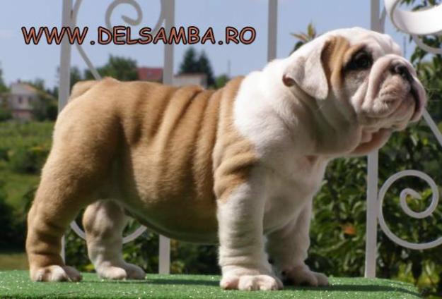 pui de bulldog englez cu pedigree - Pret | Preturi pui de bulldog englez cu pedigree