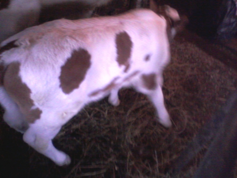 vitel de rasa baltata romaneasca - Pret | Preturi vitel de rasa baltata romaneasca