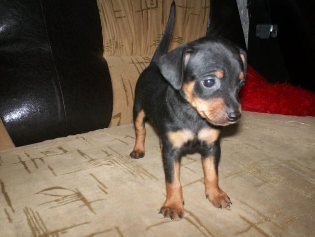 vand pinscher pitic - Pret | Preturi vand pinscher pitic