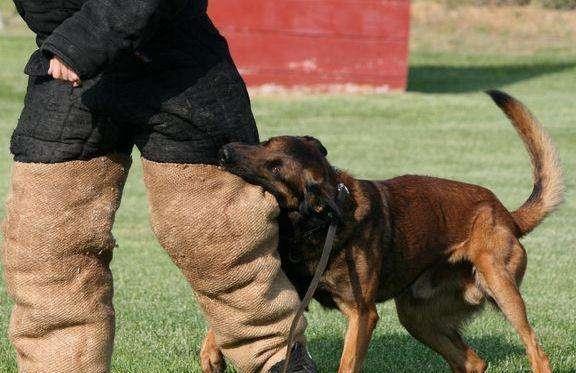 Vand pui Ciobanesc malinois - Pret | Preturi Vand pui Ciobanesc malinois