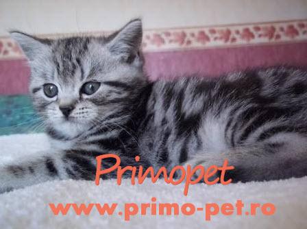 Pisici British Shorthair Silver Tabby de Vanzare - Pret | Preturi Pisici British Shorthair Silver Tabby de Vanzare