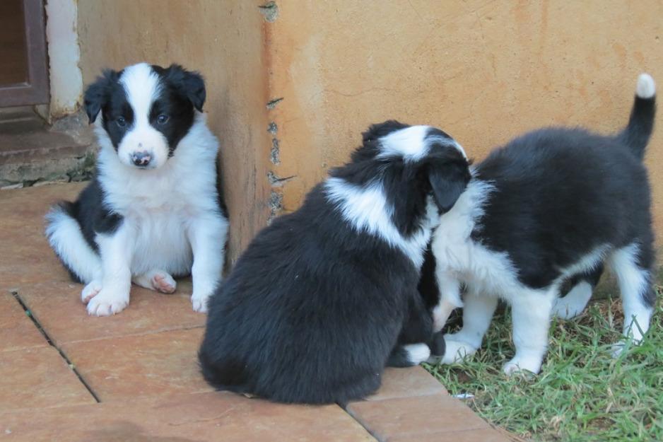 Vand pui Border Collie - Pret | Preturi Vand pui Border Collie