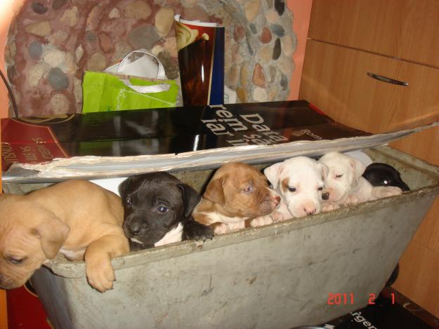 A.P.B.T (American pitbull terier) - Pret | Preturi A.P.B.T (American pitbull terier)