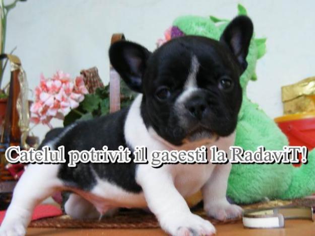 Bulldog Francez de vanzare - Pret | Preturi Bulldog Francez de vanzare