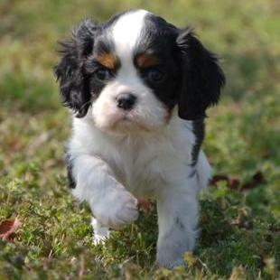 Cavalier King Charles de Vanzare cu pasaport si microcip - Pret | Preturi Cavalier King Charles de Vanzare cu pasaport si microcip