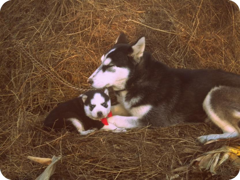 Husky Siberian - Pret | Preturi Husky Siberian