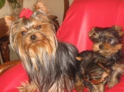 yorkshire terrier-terapie garantata1 - Pret | Preturi yorkshire terrier-terapie garantata1