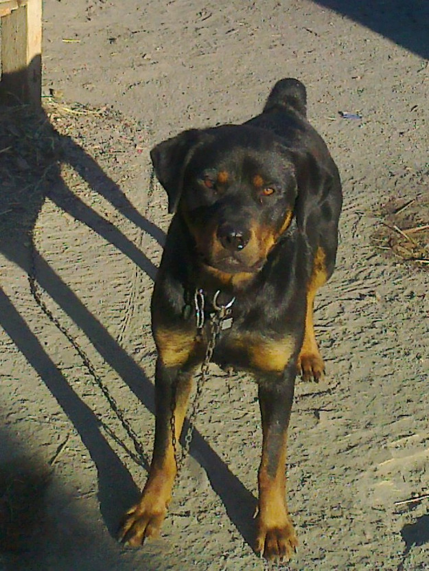 Vand urgent rotweiller - Pret | Preturi Vand urgent rotweiller