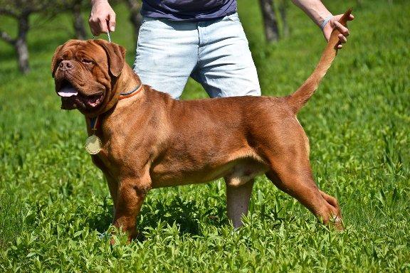 Dog de Bordeaux de vanzare - Pret | Preturi Dog de Bordeaux de vanzare