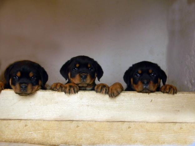 Vand catei Rottweiler - Pret | Preturi Vand catei Rottweiler