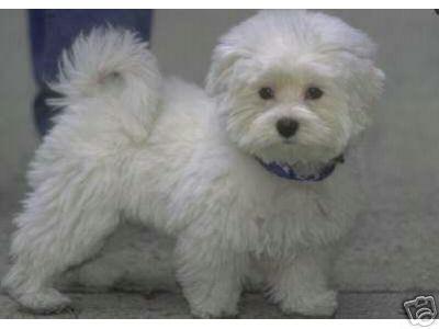 BICHON MALTESE 700 RON - Pret | Preturi BICHON MALTESE 700 RON