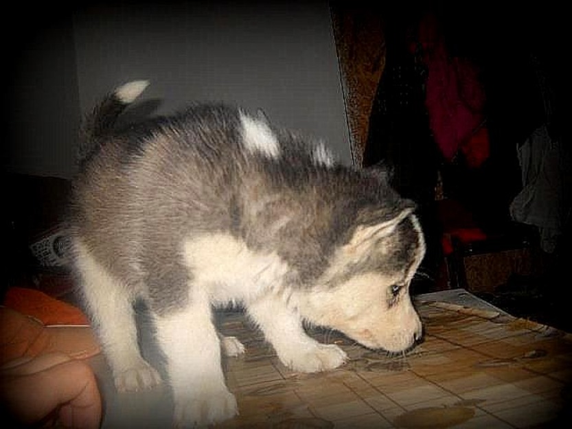 Husky Siberian - Pret | Preturi Husky Siberian